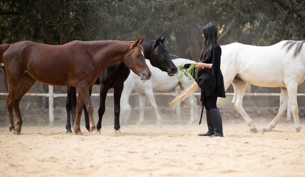 2-single beds beit zeina horse riding