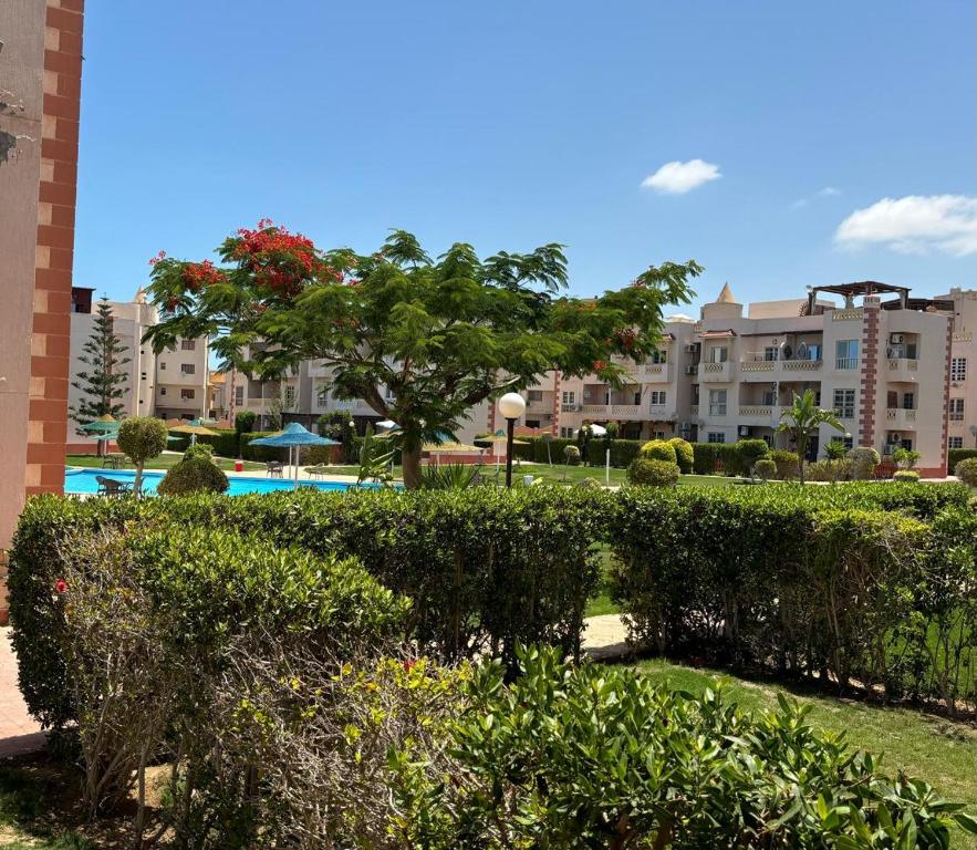 Marselia Beach 1 Camellia